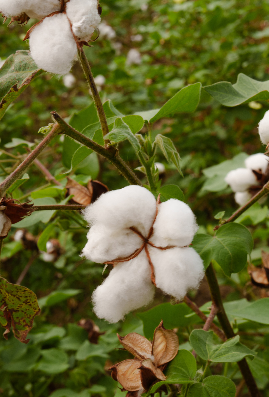 コットン・イン・コンバージョンの綿花と、それを使ったワンピース。